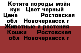 Котята породы мэйн-кун . Цвет черный › Цена ­ 5 000 - Ростовская обл., Новочеркасск г. Животные и растения » Кошки   . Ростовская обл.,Новочеркасск г.